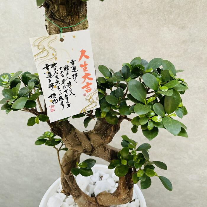 ガジュマル 観葉植物 八の字 8号鉢苗 受け皿付き 大型種類 盆栽