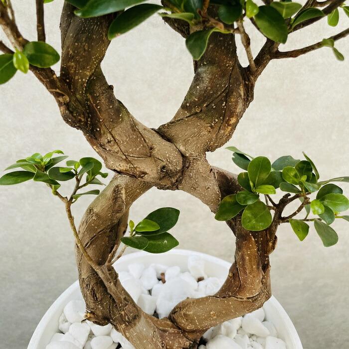 ガジュマル　8の字　受け皿付き　高さ100cm以上(現物のみ) Amazon｜花のギフト社 ガジュマル 8の字 大型 大きい 観葉植物