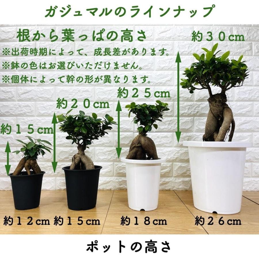 ガジュマル 観葉植物 8号鉢苗 盆栽 大型 多幸の木 ガジュマルの木 敬老の日 おしゃれなプレゼント 贈り物 お祝い ギフト｜prosit｜02