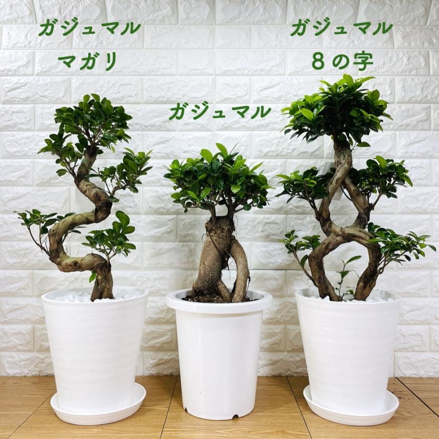 ガジュマル 観葉植物 8号鉢苗 盆栽 大型種類 ガジュマルの木 多幸の木