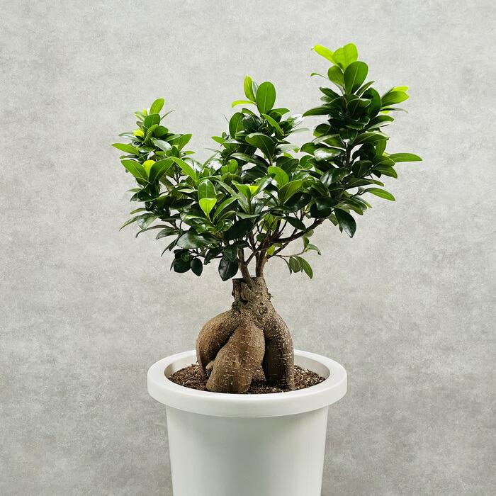 ガジュマル 観葉植物 8号鉢苗 盆栽 大型種類 ガジュマルの木 多幸の木