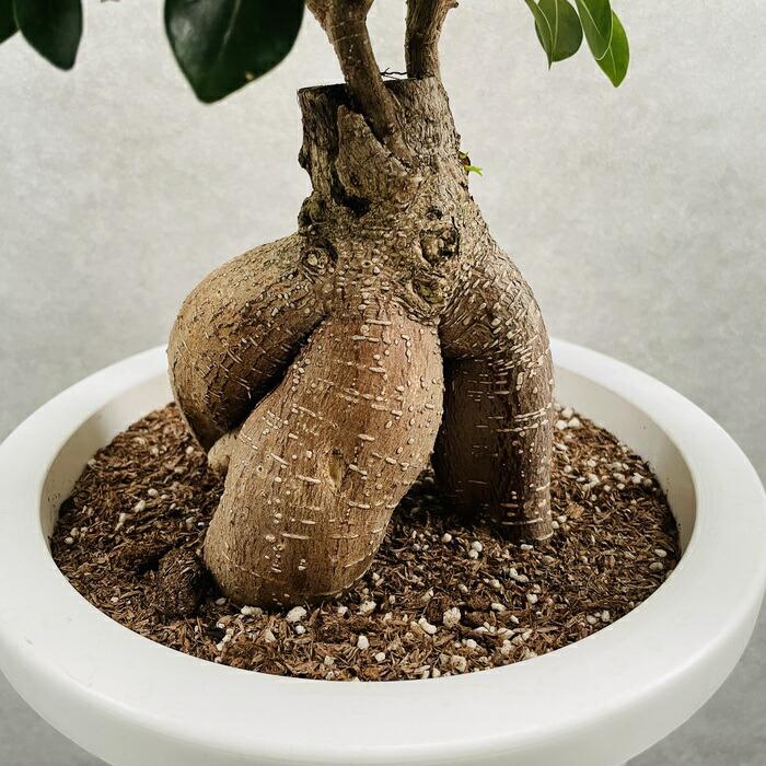 ガジュマル 観葉植物 8号鉢苗 盆栽 大型種類 ガジュマルの木 多幸の木