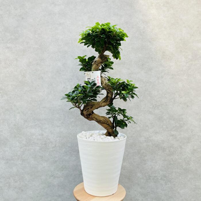 ガジュマル 観葉植物 曲がり 8号鉢苗 受け皿付き おしゃれ 昇り龍 盆栽