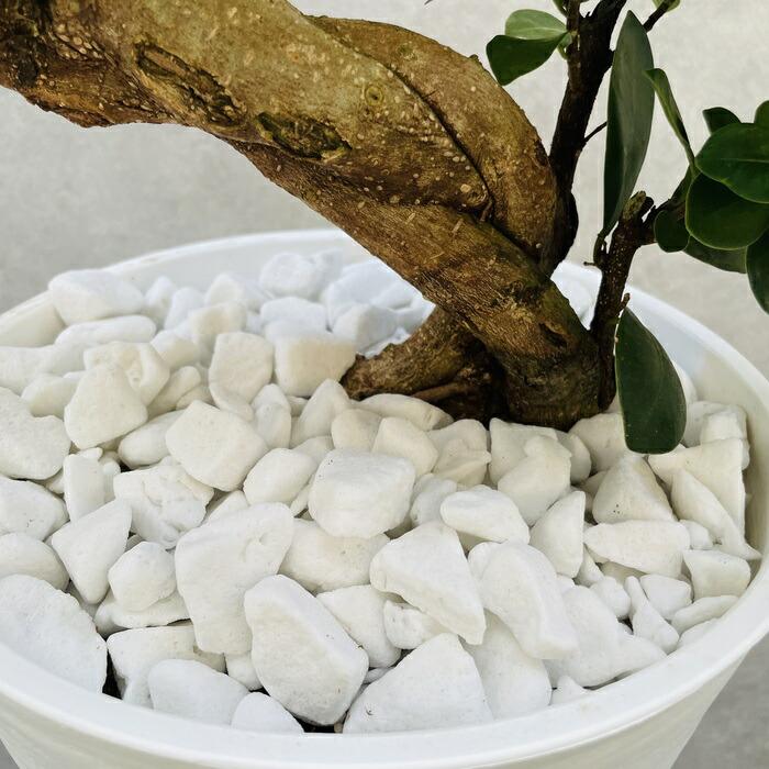 ガジュマル 観葉植物 曲がり 8号鉢苗 受け皿付き おしゃれ 昇り龍 盆栽