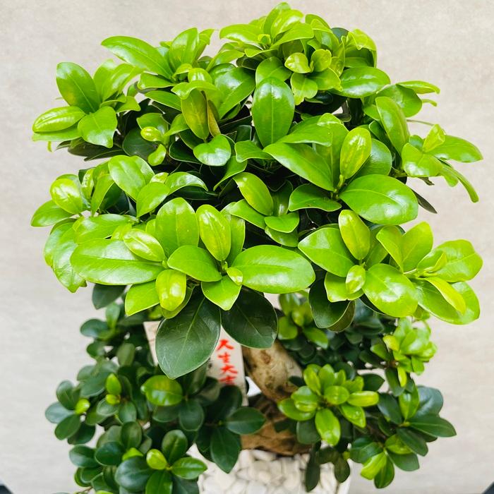 ガジュマル 観葉植物 曲がり 8号鉢苗 受け皿付き おしゃれ 昇り龍 盆栽