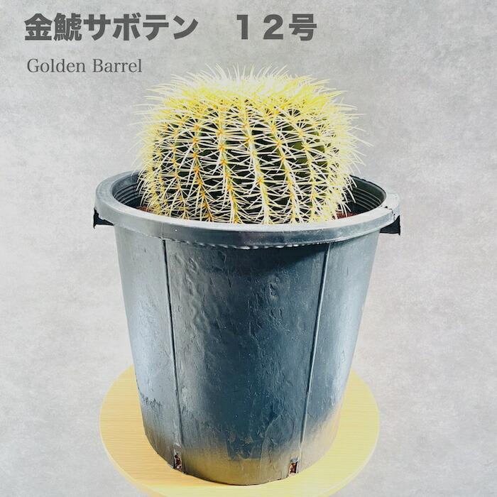 サボテン 金鯱 キンシャチ 12号 逸品 特大 本物 観葉植物