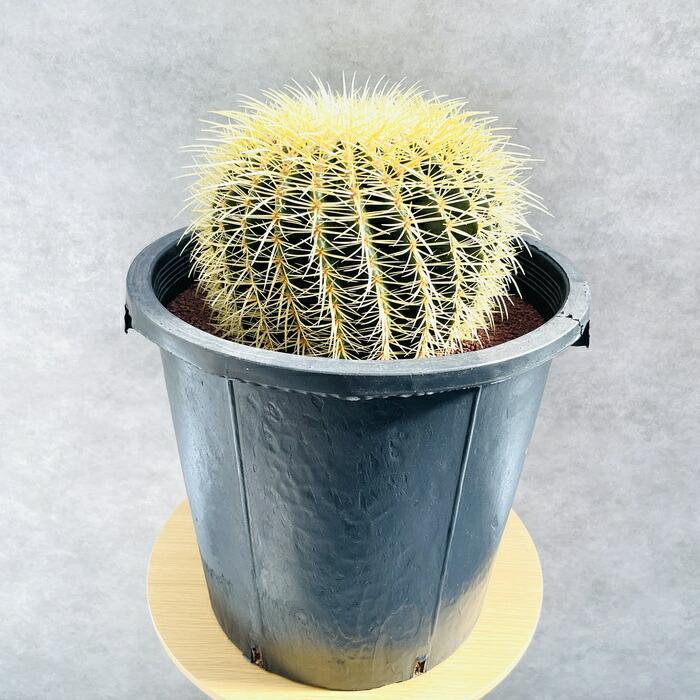 サボテンの王様 金鯱 12号鉢 大型 特大 観葉植物 多肉植物 金シャチ