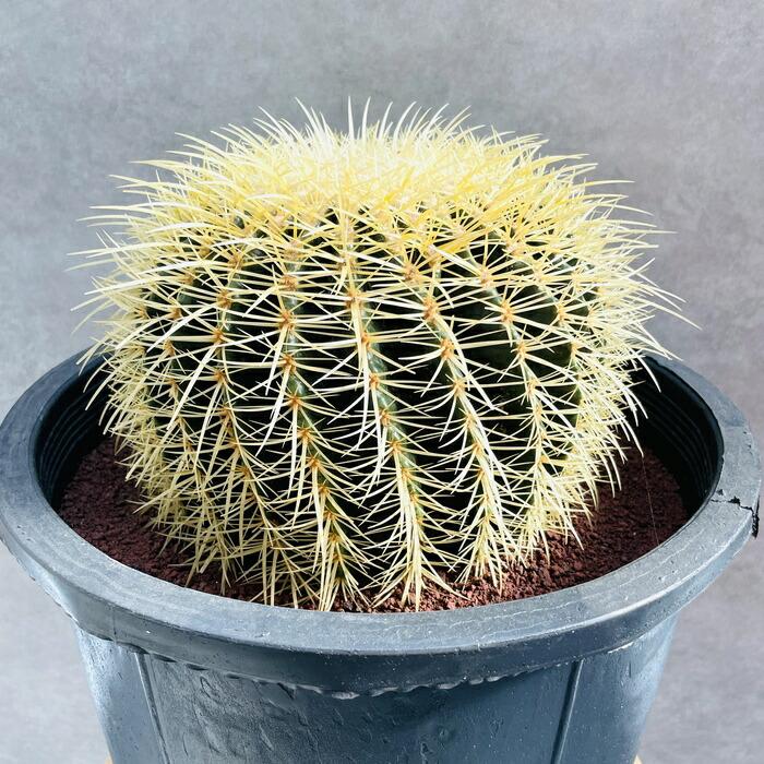 サボテンの王様 金鯱 12号鉢 大型 特大 観葉植物 多肉植物 金シャチ