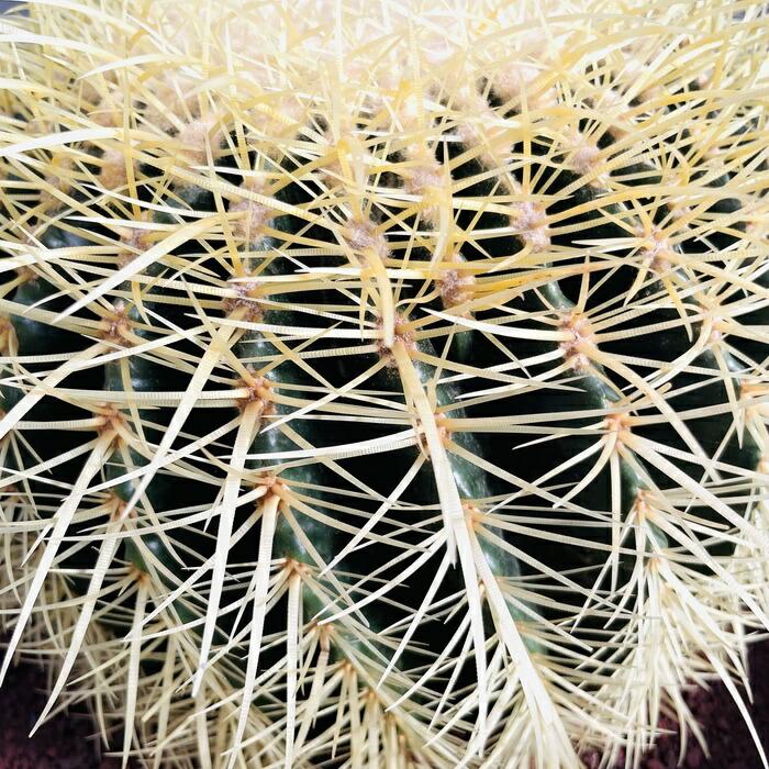 サボテンの王様 金鯱 12号鉢 大型 特大 観葉植物 多肉植物 金シャチ