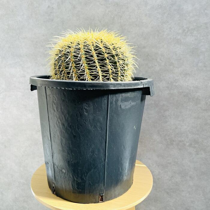 サボテンの王様 金鯱 12号鉢 大型 特大 観葉植物 多肉植物 金シャチ