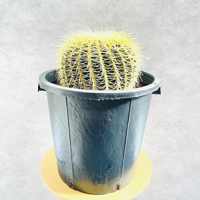 サボテンの王様 金鯱 12号鉢 大型 特大 観葉植物 多肉植物 金シャチ