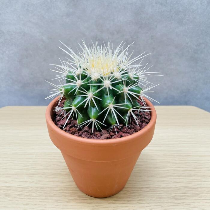 サボテンの王様 金鯱 3号鉢 観葉植物 多肉植物 金シャチ おしゃれで  