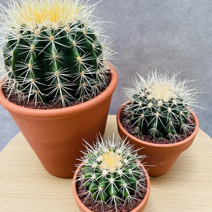 サボテンの王様 金鯱 3鉢セット 3号 4号 5号入り観葉植物 多肉植物 金