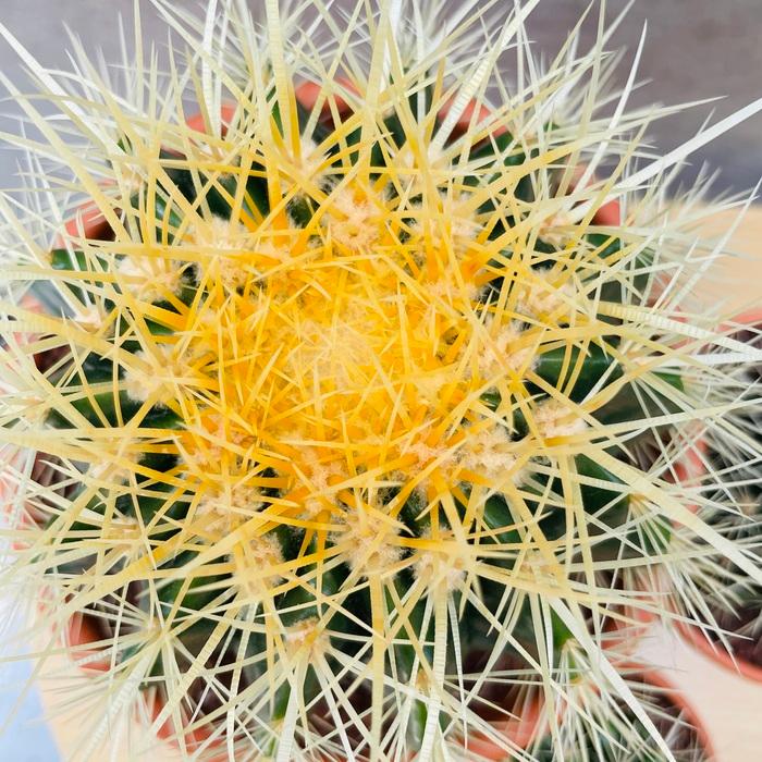 サボテンの王様 金鯱 3鉢セット 3号 4号 5号入り観葉植物 多肉植物 金