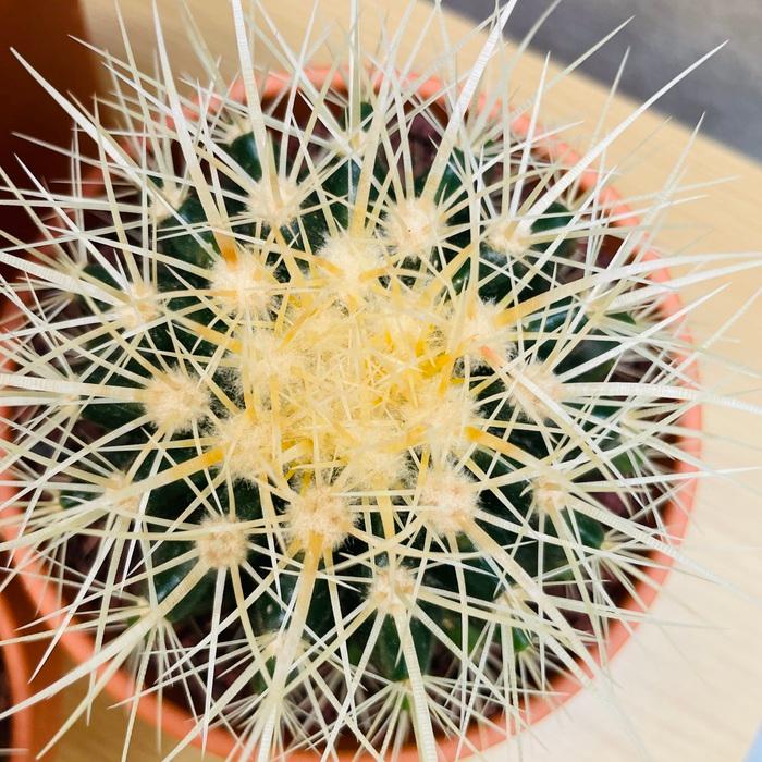 サボテンの王様 金鯱 3鉢セット 3号 4号 5号入り観葉植物 多肉植物 金