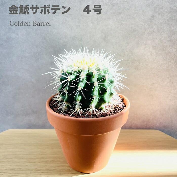 サボテンの王様 金鯱 4号鉢 観葉植物 多肉植物 金シャチ おしゃれで