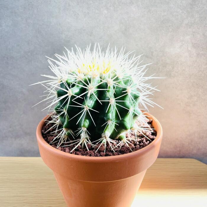 最も安い キンシャチ（金鯱）多肉植物 花サボテン 園芸ネット本店