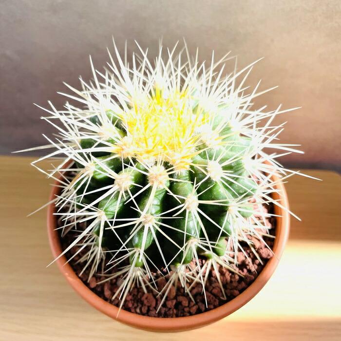 サボテンの王様 金鯱 4号鉢 観葉植物 多肉植物 金シャチ おしゃれで