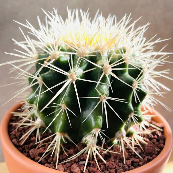 サボテンの王様 金鯱 4号鉢 観葉植物 多肉植物 金シャチ おしゃれで