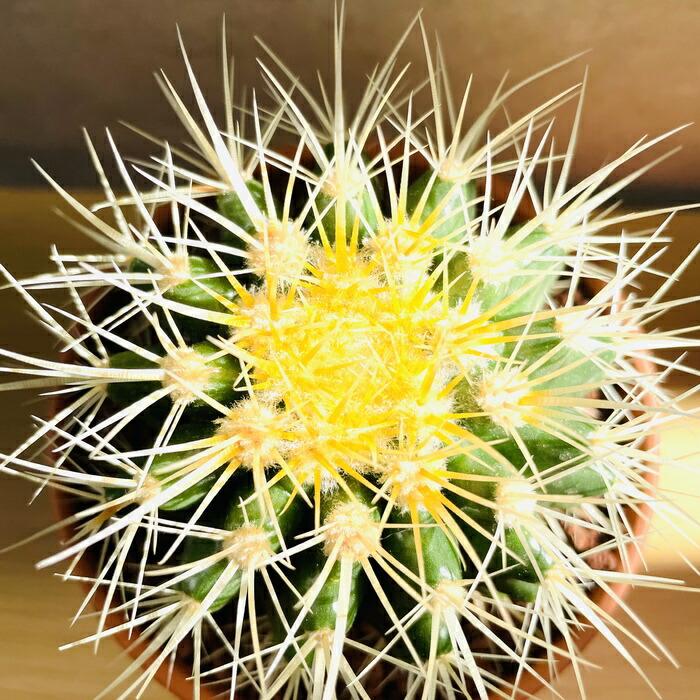 サボテンの王様 金鯱 4号鉢 観葉植物 多肉植物 金シャチ おしゃれで