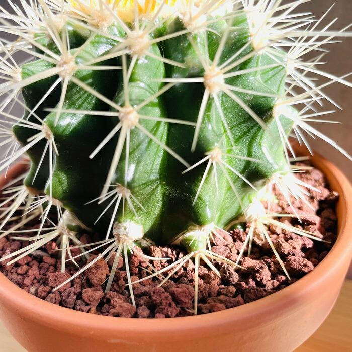 サボテンの王様 金鯱 4号鉢 観葉植物 多肉植物 金シャチ おしゃれで