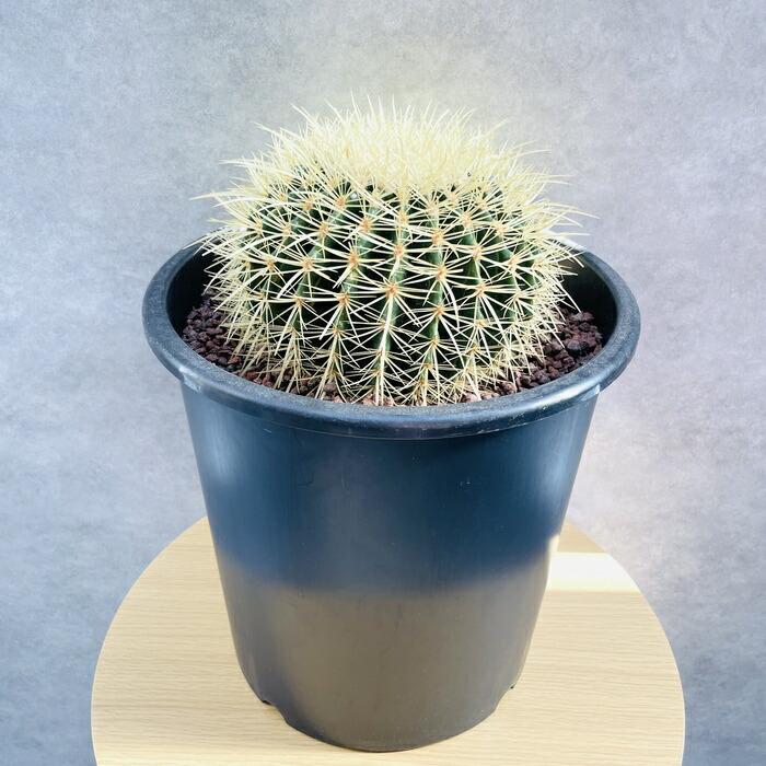 サボテンの王様 金鯱 8号鉢 大型 観葉植物 多肉植物 金シャチ おしゃれ