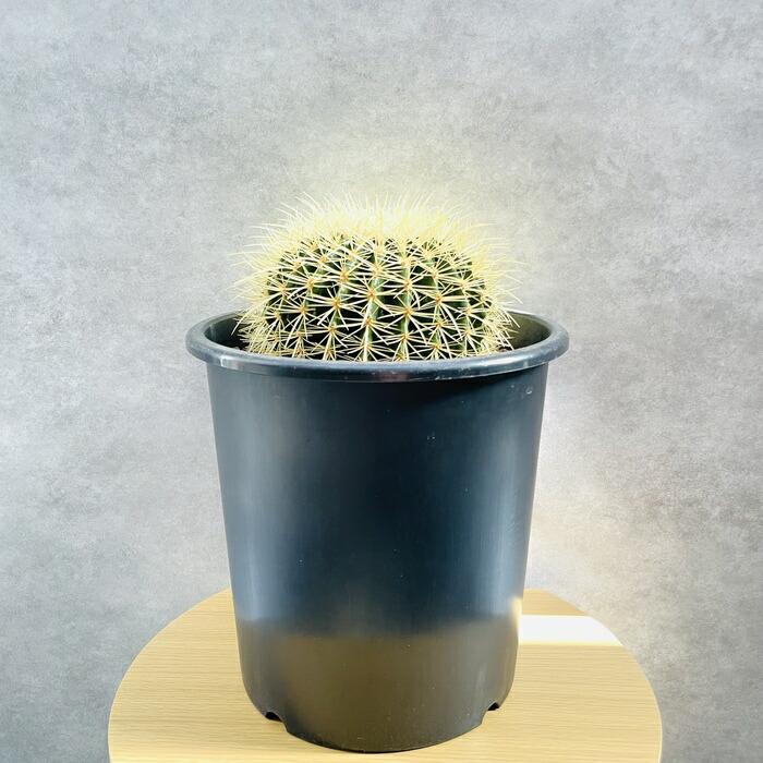 サボテンの王様 金鯱 8号鉢 大型 観葉植物 多肉植物 金シャチ おしゃれ