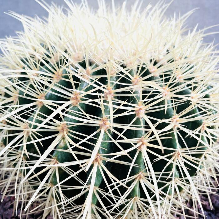 サボテンの王様 金鯱 8号鉢 大型 観葉植物 多肉植物 金シャチ おしゃれ