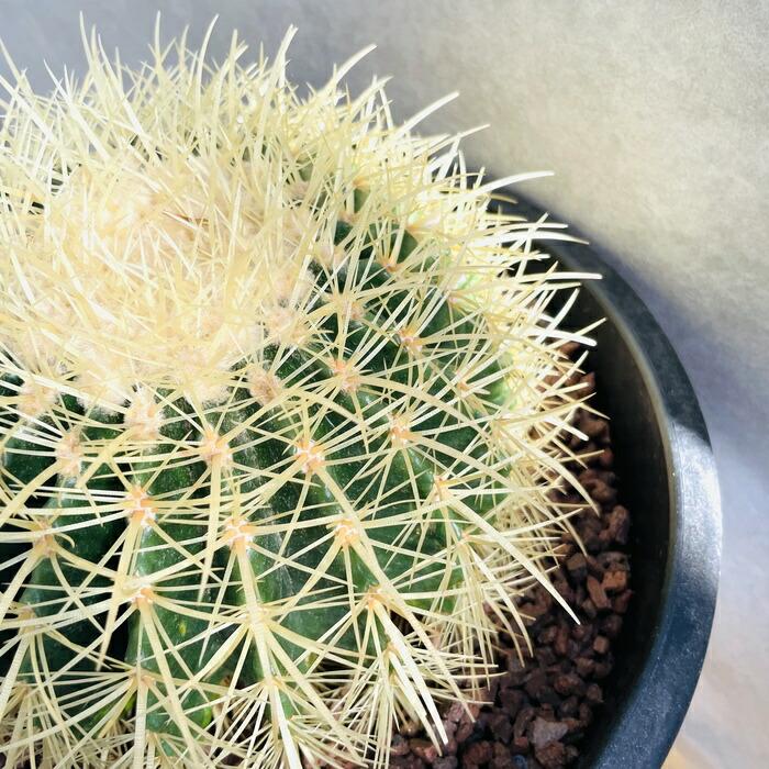 サボテンの王様 金鯱 8号鉢 大型 観葉植物 多肉植物 金シャチ おしゃれ