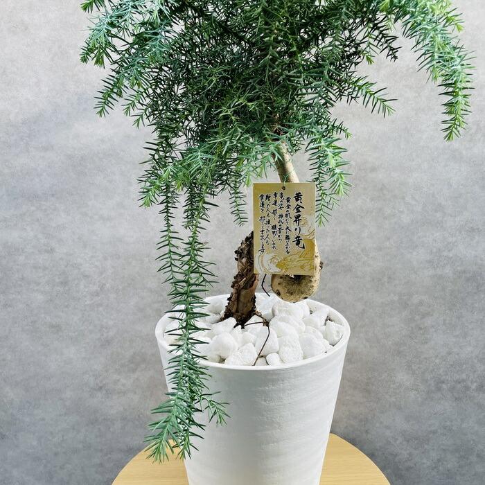 現品 観葉植物 黄金昇り竜 受け皿付き シマナンヨウスギ アローカリア