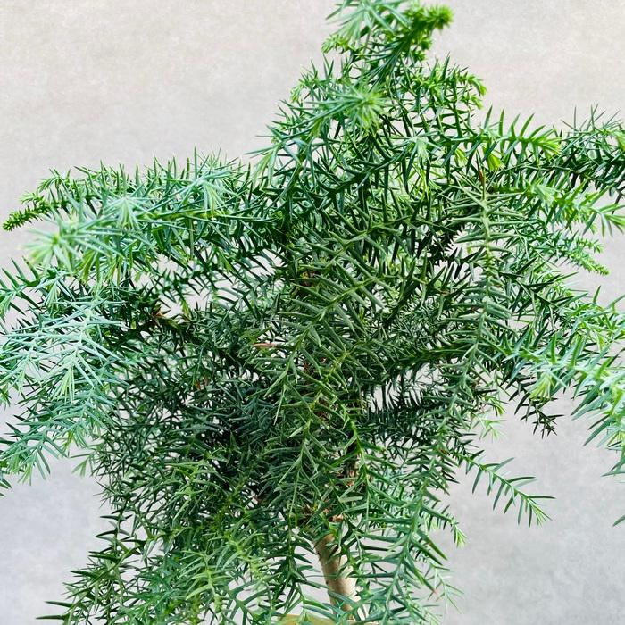 現品 観葉植物 黄金昇り竜 受け皿付き シマナンヨウスギ アローカリア