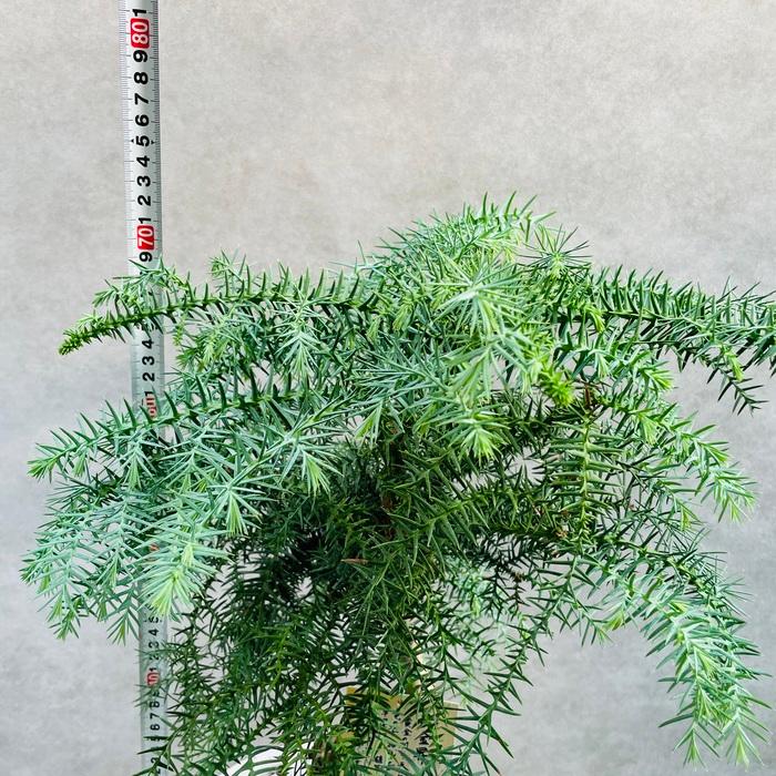 現品 観葉植物 黄金昇り竜 受け皿付き シマナンヨウスギ 現品 観葉植物 黄金昇り竜 受け皿付き シマナンヨウスギ