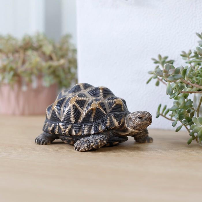 かわいい 亀の置物 ホシガメ（中） 動物 おしゃれ 玄関 インテリア ガーデンオーナメント 庭 | 