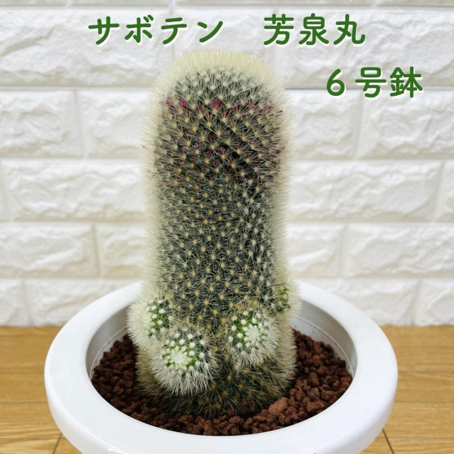 大型 群生サボテン（マミラリア属？・白毛タイプ）鉢付き 【公式通販】
