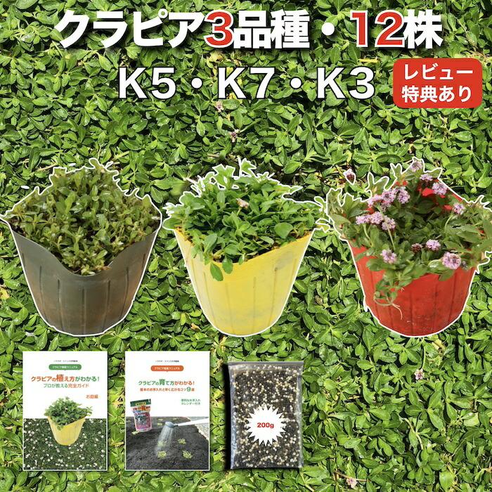 クラピア 全品種お試しセット 苗12株 K7 K5 K3 各4株 3平米用