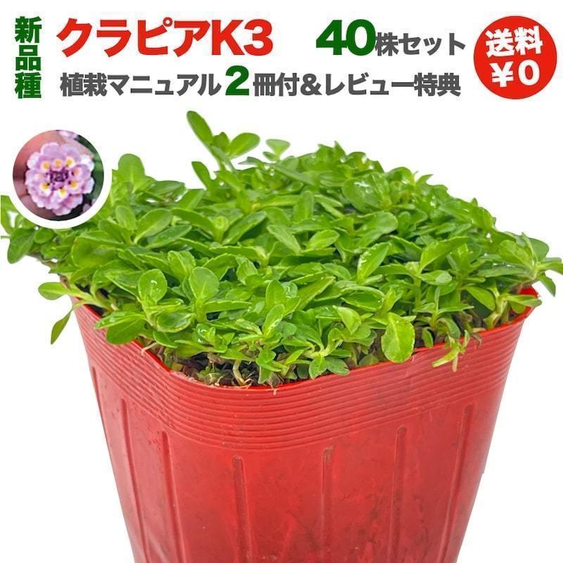 クラピア K3 9cmポット苗 400鉢セット ピンク品種 イワダレソウ改良種 肥料3200g 植栽マニュアル付き｜prosit｜03