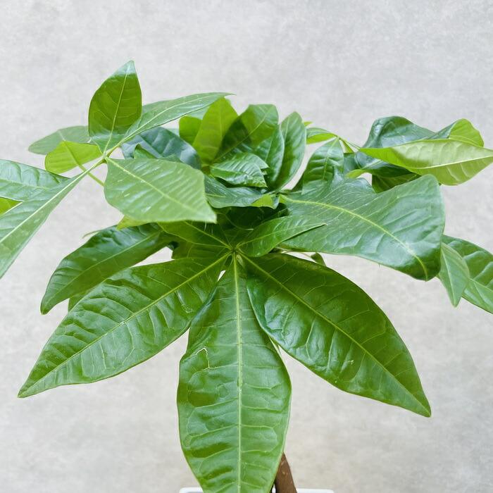 観葉植物 パキラ 5本編み種類 可愛いミニサイズの5号鉢 編み込み 発財