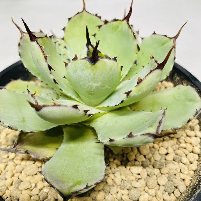 まとめ買い プロトリーフ 室内向け観葉・多肉の土10号鉢用 8.4L×5袋 観葉植物 多肉植物_4