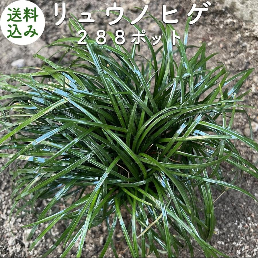 リュウノヒゲ 9cmポット苗 288株 グランドカバー 常緑 多年草 竜のひげ