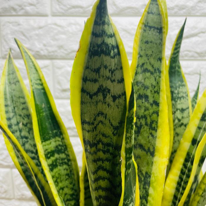 新品　観葉植物　珍しいサンスベリア　斑入り　新品　写真を今日撮ったものに変更 新品 観葉植物 珍しいサンスベリア 斑入り 新品 写真を今日撮ったもの