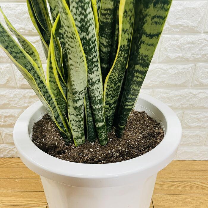 サンスベリア 観葉植物 大型 室内 アレンジメント 観葉植物 サンスベリア 10号鉢苗 大型種類 おしゃれ 室内 インテリア