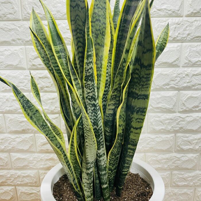 観葉植物 サンスベリア 10号鉢苗 大型種類 おしゃれ 室内 インテリア