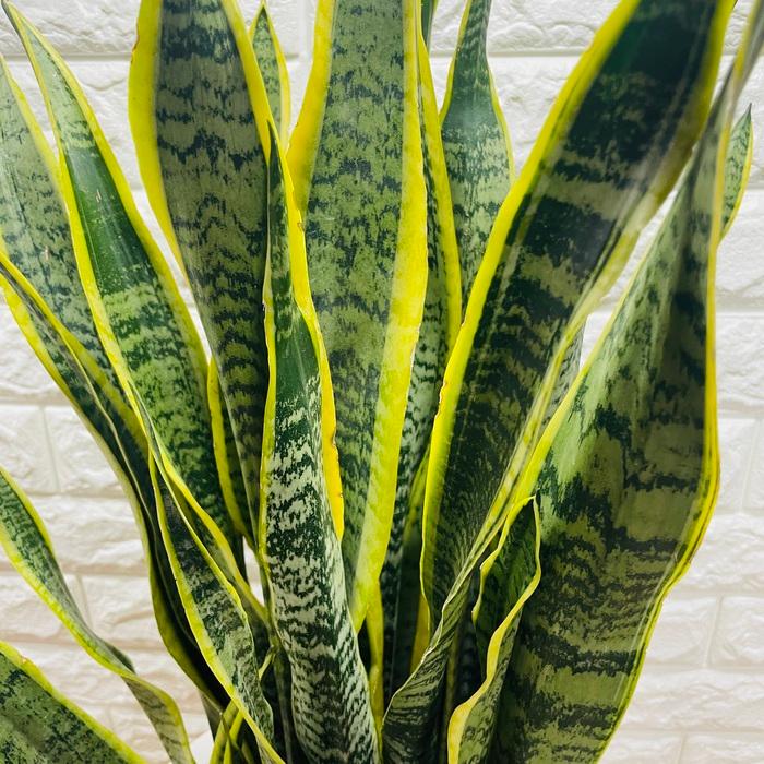 観葉植物 サンスベリア 10号鉢苗 大型種類 おしゃれ 室内 インテリア