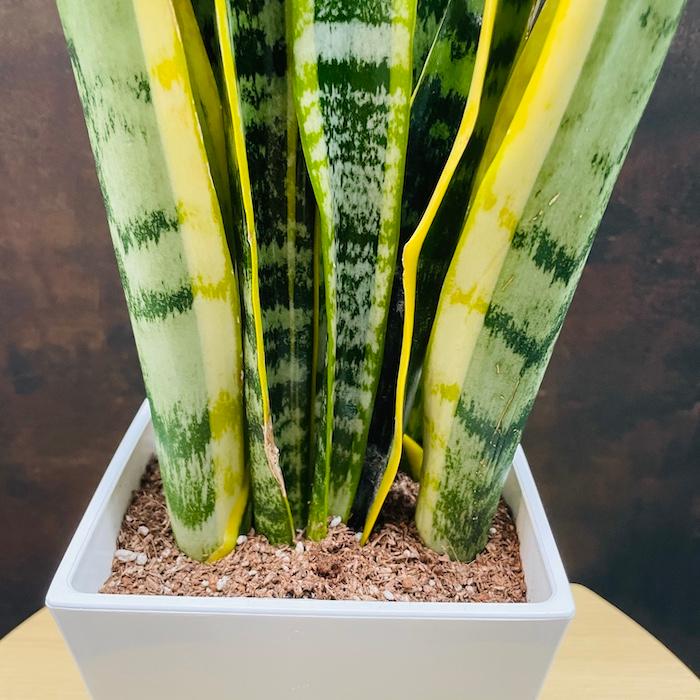 観葉植物 サンスベリア 5号鉢苗 小さい種類 ミニサイズ おしゃれ 室内