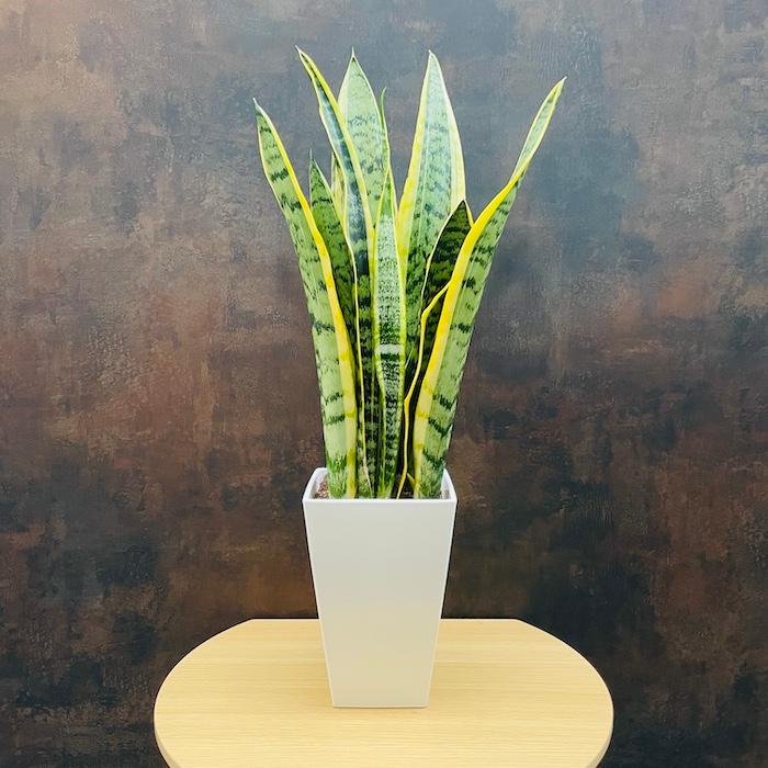 サンスベリア 5種セット　鉢ごと発送 観葉植物 サンスベリア 5号鉢苗 小さい種類 ミニサイズ おしゃれ 室内