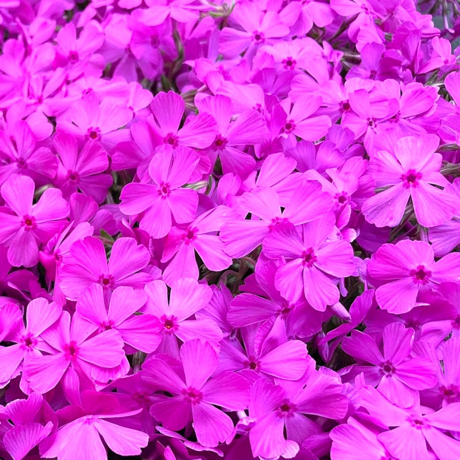 芝桜 苗 ダニエルクッション ピンクの花 品種 9cmポット 80株 シバザクラ グランドカバー 多年草 下草 宿根草 高耐寒性 |  | 02