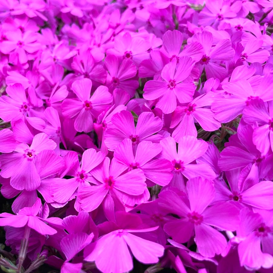 芝桜 苗 ダニエルクッション ピンクの花 品種 9cmポット 80株 シバザクラ グランドカバー 多年草 下草 宿根草 高耐寒性 |  | 03