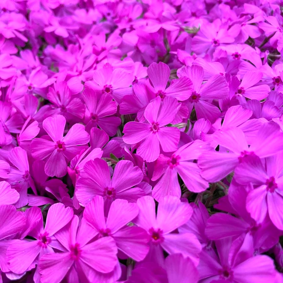 芝桜 苗 ダニエルクッション ピンクの花 品種 9cmポット 80株 シバザクラ グランドカバー 多年草 下草 宿根草 高耐寒性 |  | 04