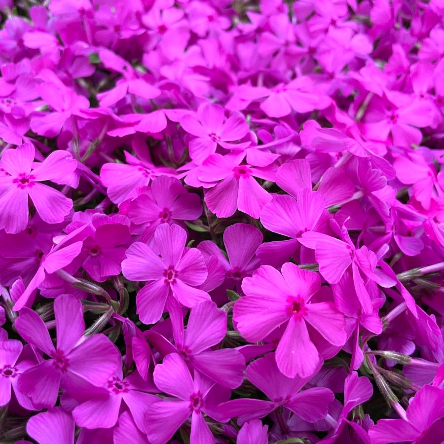 芝桜 苗 ダニエルクッション ピンクの花 品種 9cmポット 80株 シバザクラ グランドカバー 多年草 下草 宿根草 高耐寒性 |  | 05