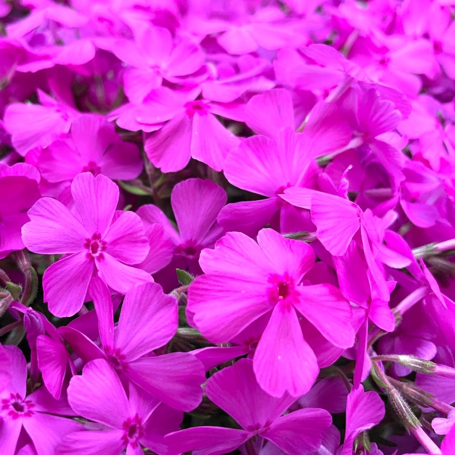 芝桜 苗 ダニエルクッション ピンクの花 品種 9cmポット 80株 シバザクラ グランドカバー 多年草 下草 宿根草 高耐寒性 |  | 06